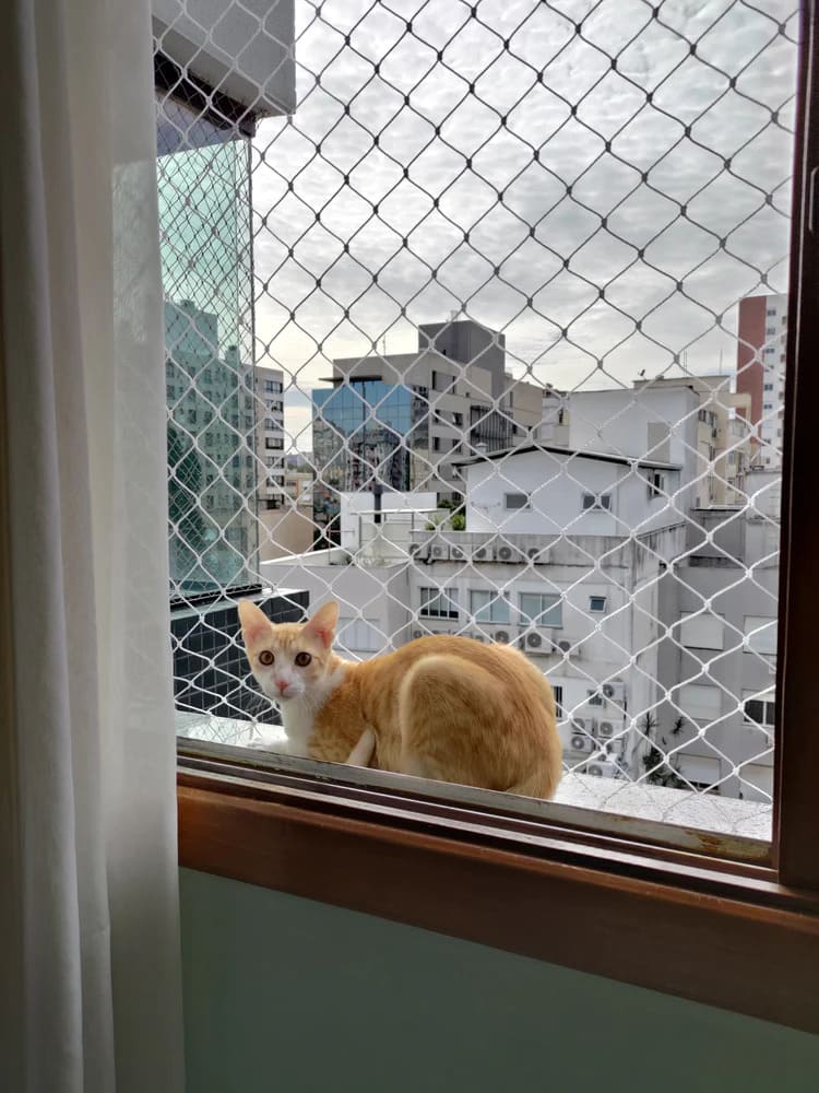 Simba, cliente da Solaris