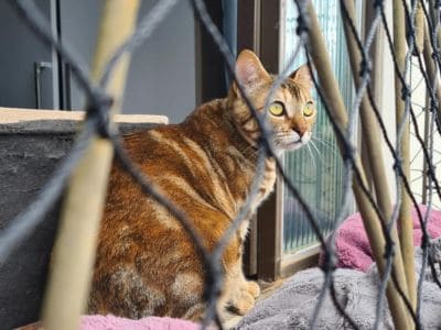 Rede de Proteção para gatos na Grande Porto Alegre