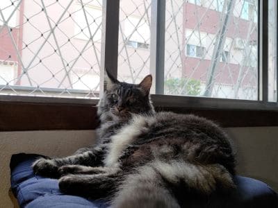 Tela de proteção para cachorro em Porto Alegre