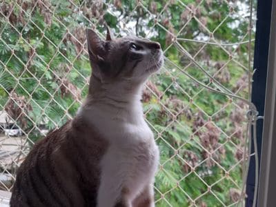 Tela de proteção para gatos em Porto Alegre