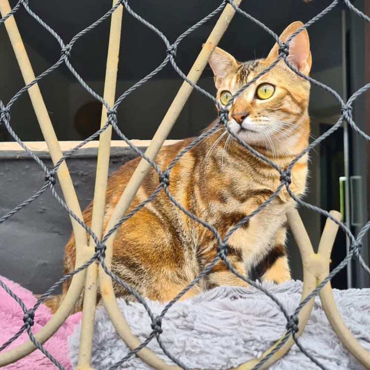 Rede de proteção para gatos, imagem 1