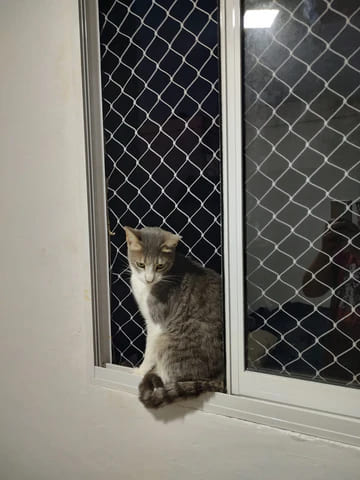 Rede de proteção para gatos, imagem 2