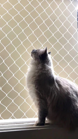 Rede de proteção para gatos, imagem 3
