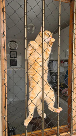 Rede de proteção para gatos, imagem 5