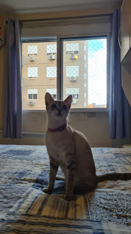 Rede de proteção para gatos, imagem 6